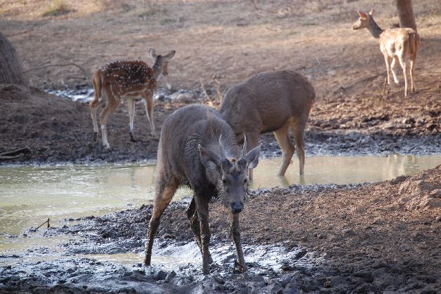 muddeer (142K)