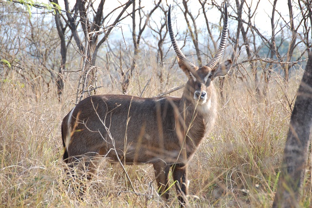 kudu2