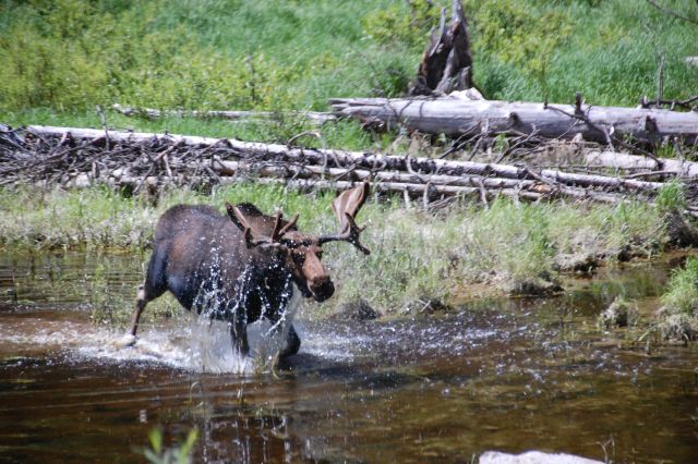 moosecharge